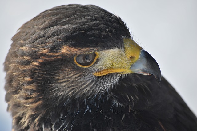 ../_images/harris-hawk.jpg