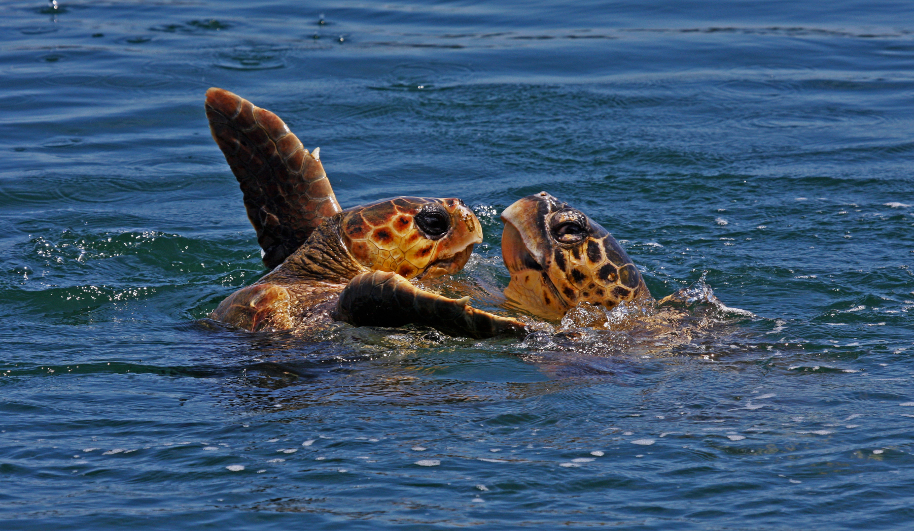 _images/Sea_turtles.jpg