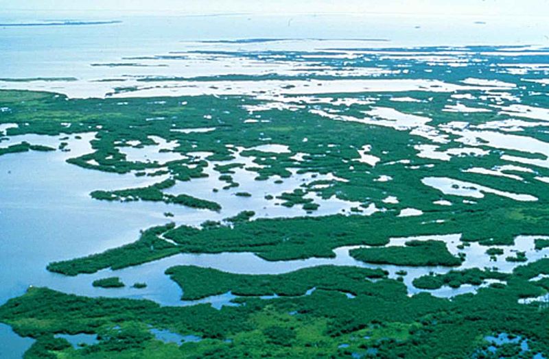 ../_images/Mangrove_plants_swamp_in_Florida.jpg