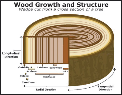 ../_images/wood_growth.jpg